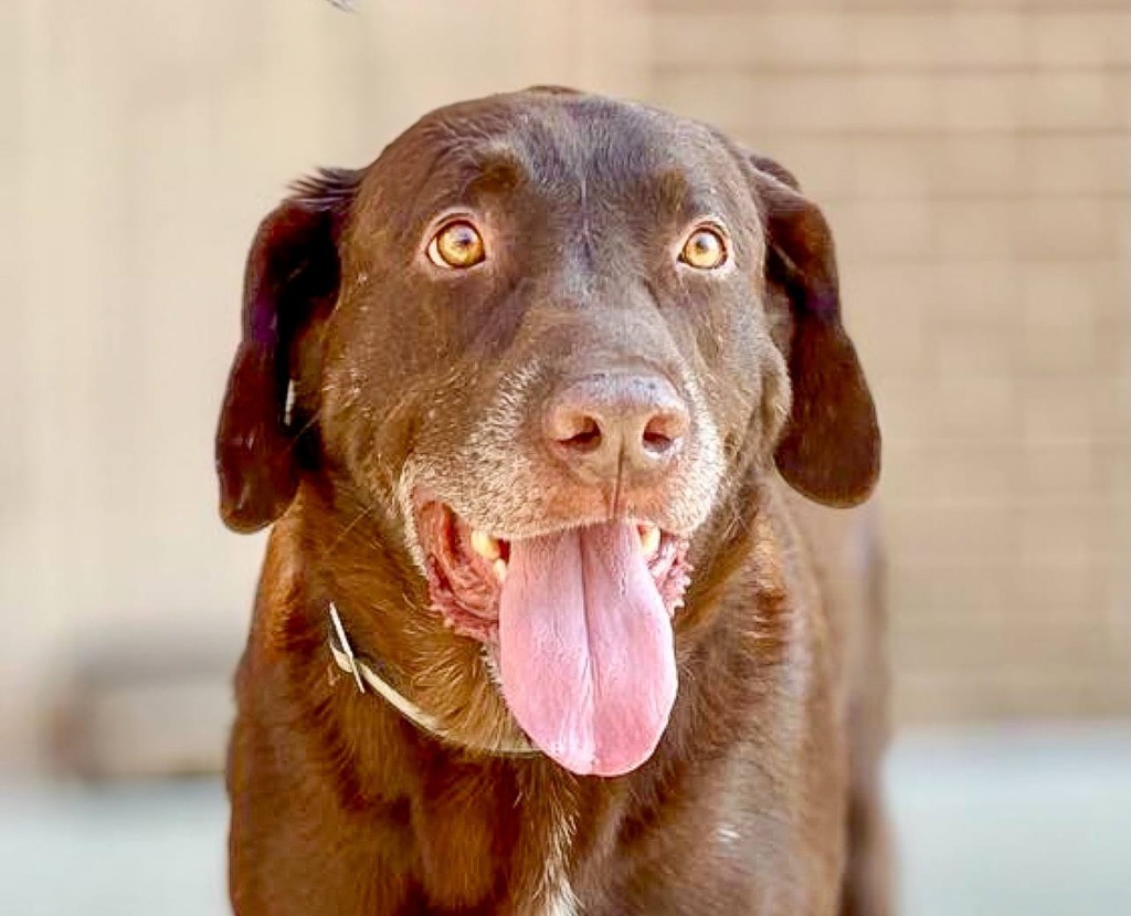 Jake, an adoptable Labrador Retriever, Pit Bull Terrier in Macon, GA, 31210 | Photo Image 1