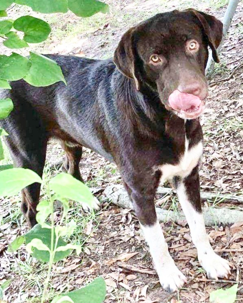 Jake, an adoptable Labrador Retriever, Pit Bull Terrier in Macon, GA, 31210 | Photo Image 2