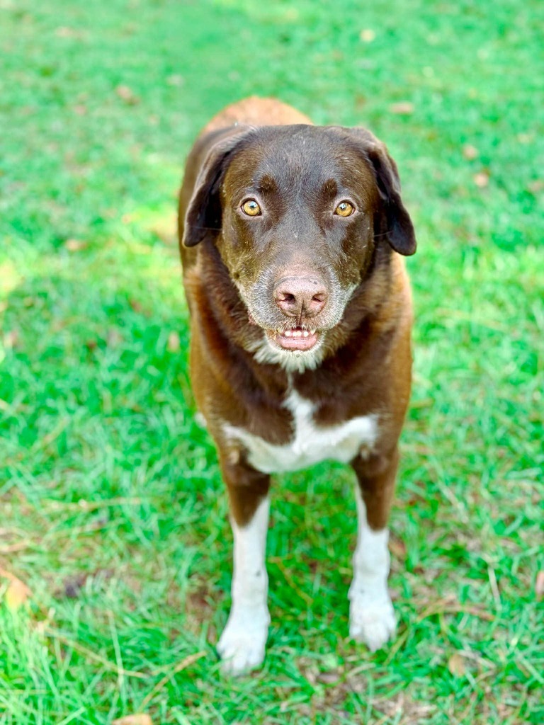 Jake, an adoptable Labrador Retriever, Pit Bull Terrier in Macon, GA, 31210 | Photo Image 2