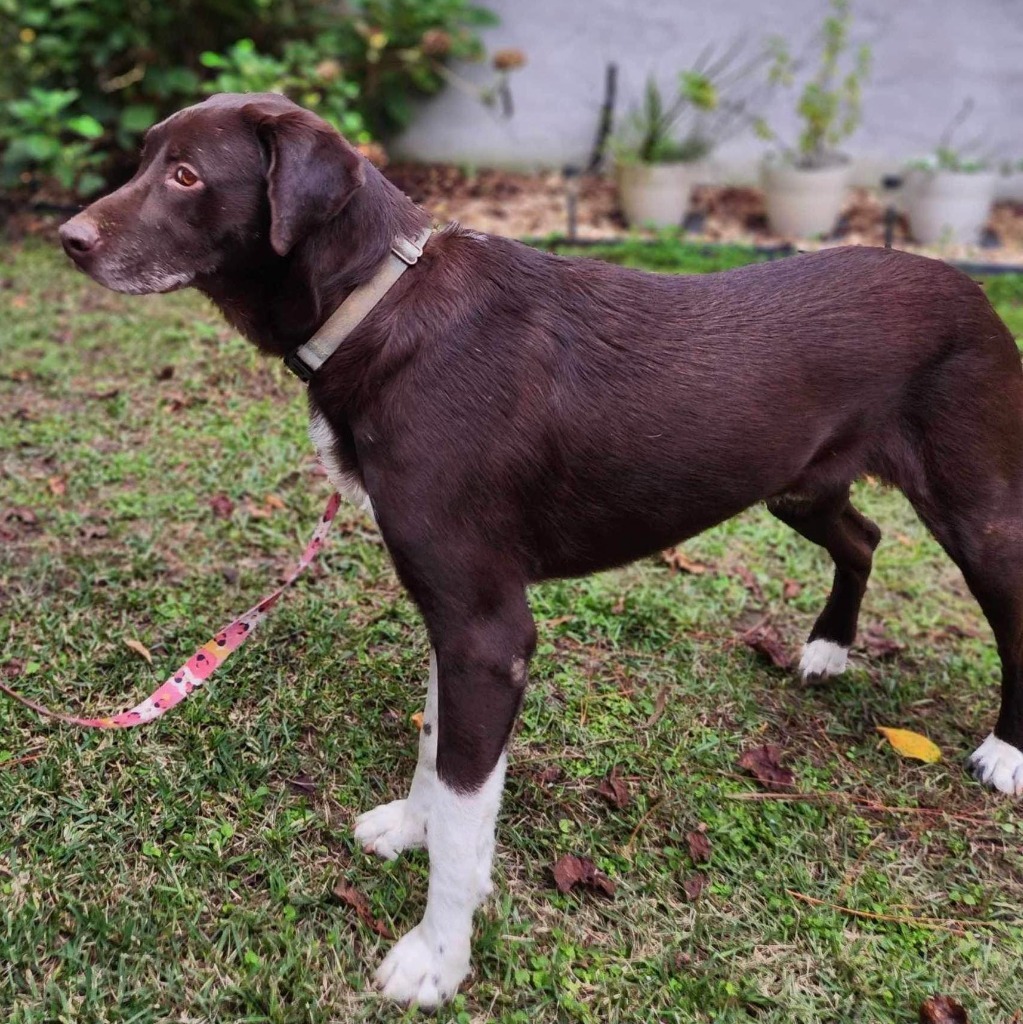 Jake, an adoptable Labrador Retriever, Pit Bull Terrier in Macon, GA, 31210 | Photo Image 3
