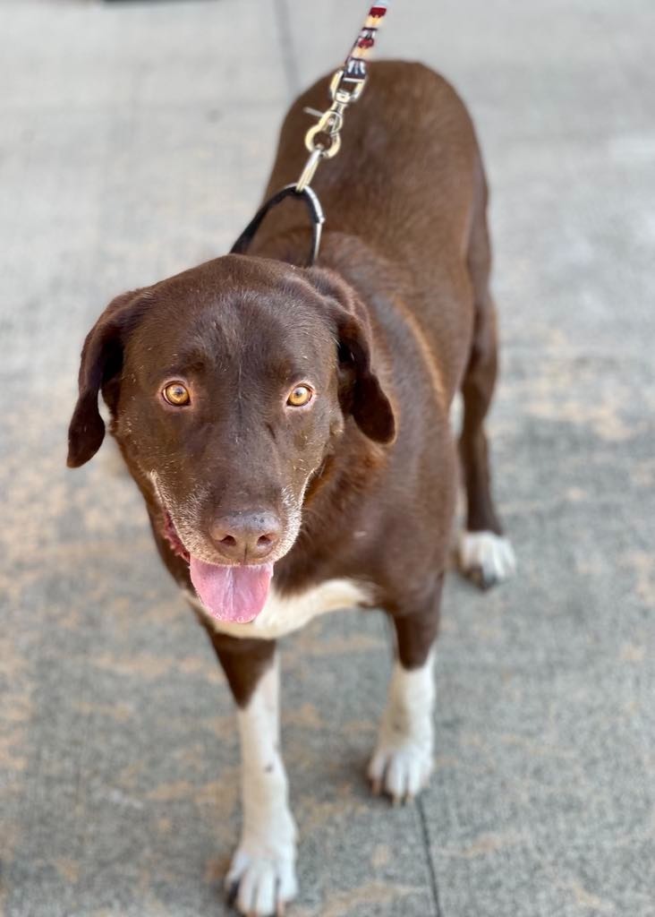 Jake, an adoptable Labrador Retriever, Pit Bull Terrier in Macon, GA, 31210 | Photo Image 3