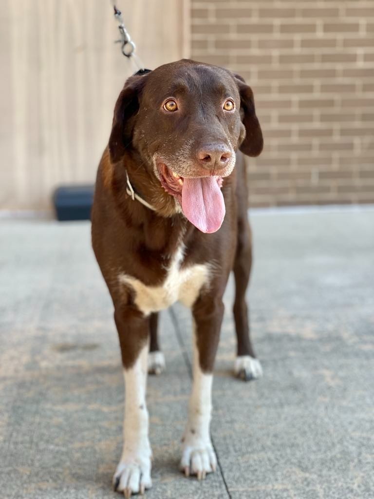 Jake, an adoptable Labrador Retriever, Pit Bull Terrier in Macon, GA, 31210 | Photo Image 4