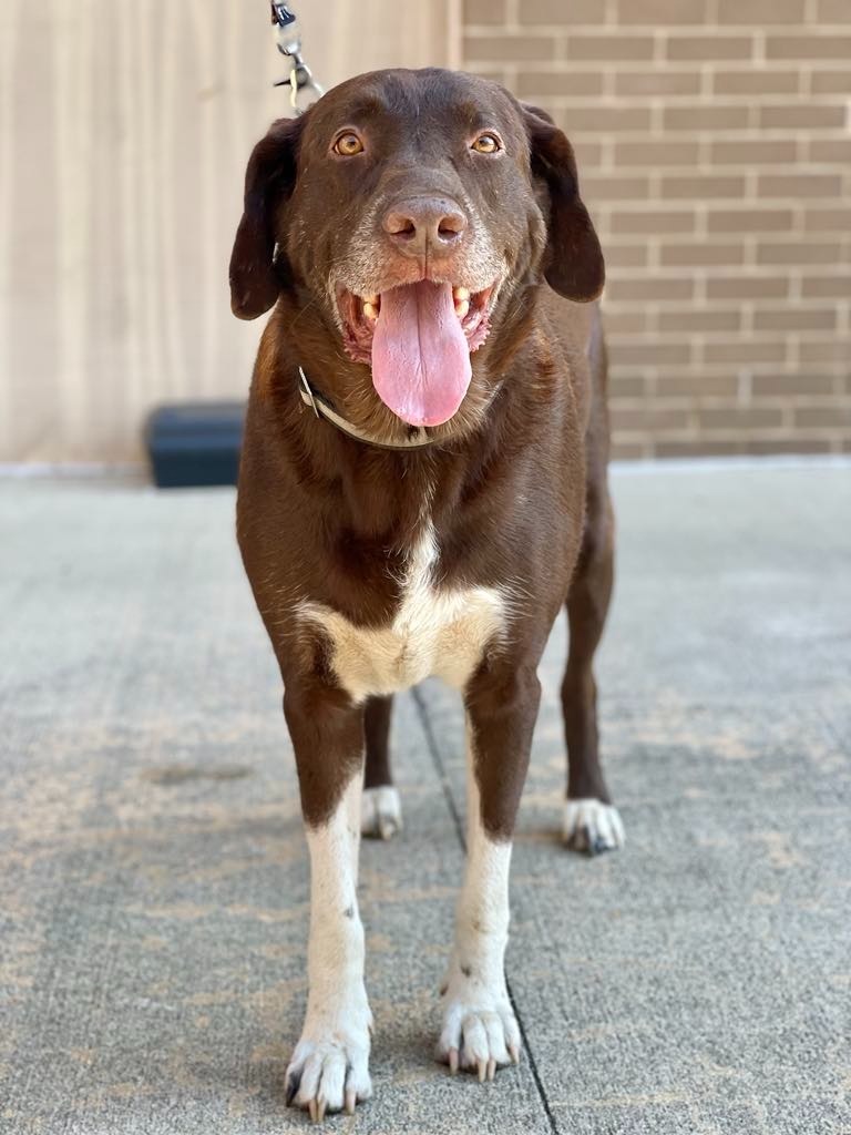 Jake, an adoptable Labrador Retriever, Pit Bull Terrier in Macon, GA, 31210 | Photo Image 5