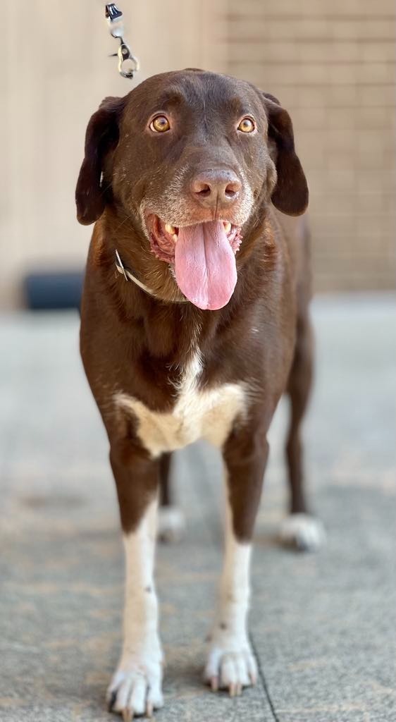 Jake, an adoptable Labrador Retriever, Pit Bull Terrier in Macon, GA, 31210 | Photo Image 6