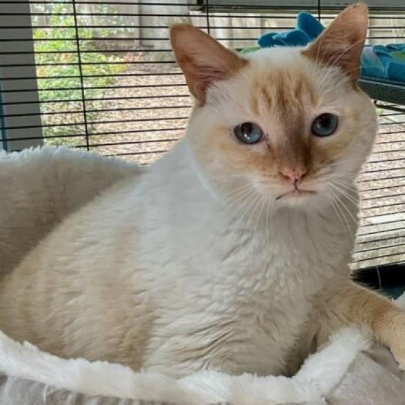 Koko, an adoptable Domestic Short Hair, Siamese in Cumming, GA, 30040 | Photo Image 1