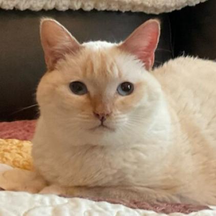 Koko, an adoptable Domestic Short Hair, Siamese in Cumming, GA, 30040 | Photo Image 1