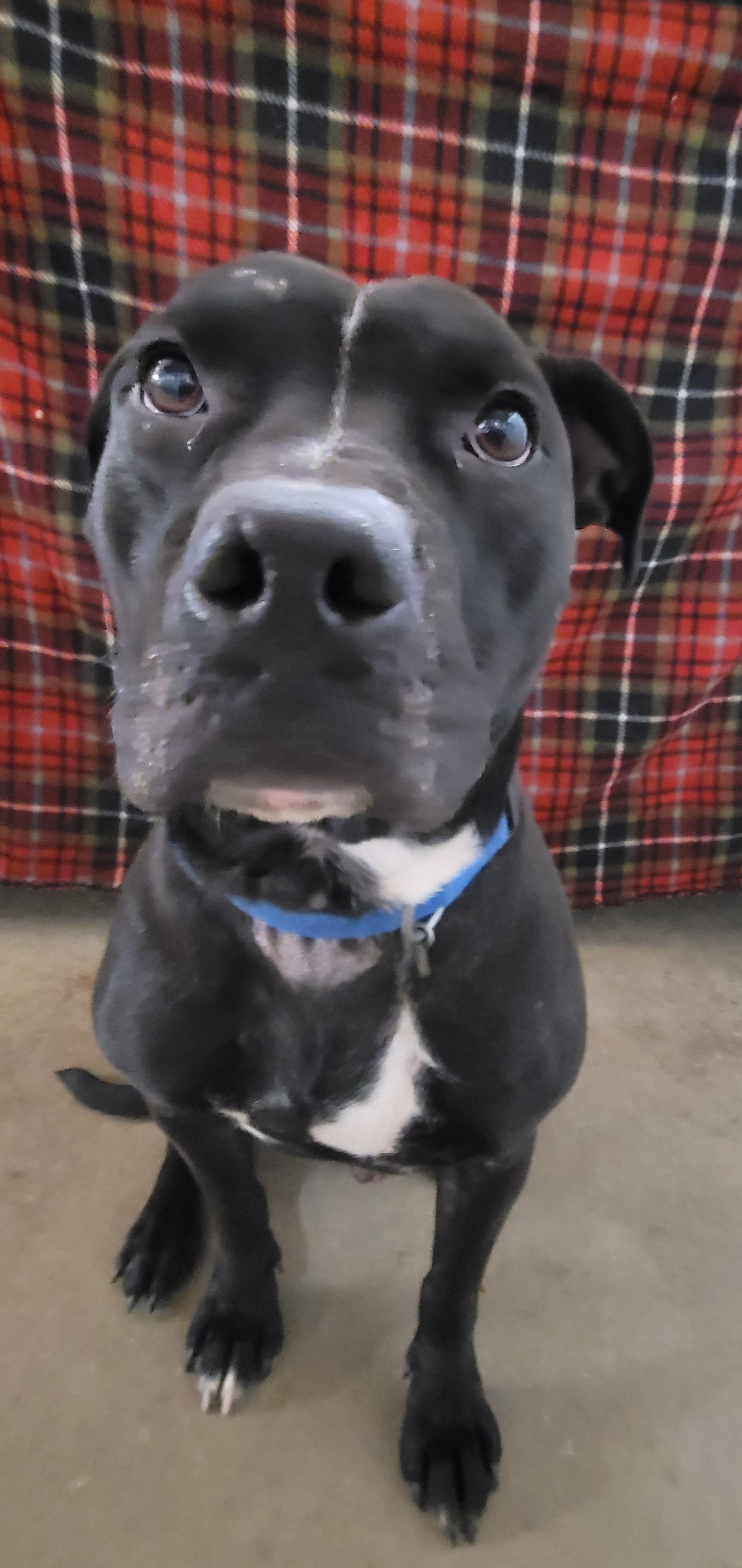Toothless, an adoptable Pit Bull Terrier in Easton, IL, 62633 | Photo Image 3