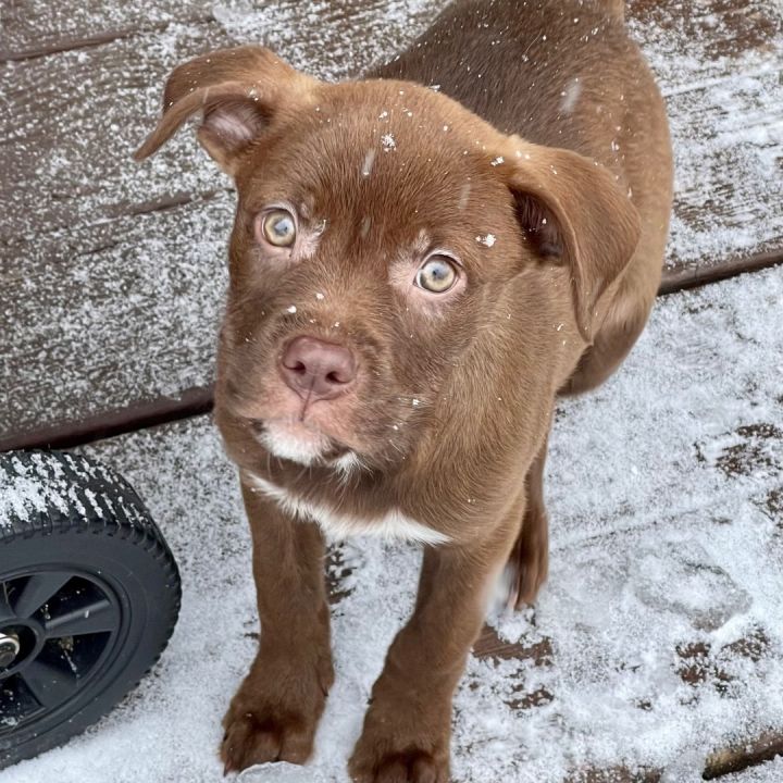 Karissa, an adopted Chocolate Labrador Retriever in Rochester, NY_image-6