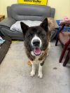 Bruno