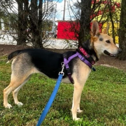 Blossom, an adoptable Mixed Breed in Fletcher, NC, 28732 | Photo Image 2