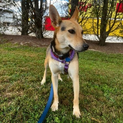 Blossom, an adoptable Mixed Breed in Fletcher, NC, 28732 | Photo Image 3