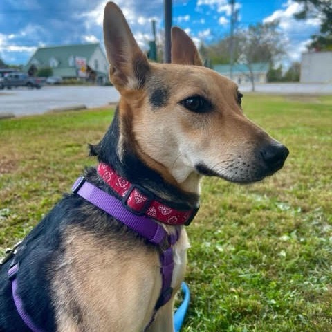 Blossom, an adoptable Mixed Breed in Fletcher, NC, 28732 | Photo Image 4