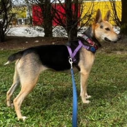 Blossom, an adoptable Mixed Breed in Fletcher, NC, 28732 | Photo Image 5