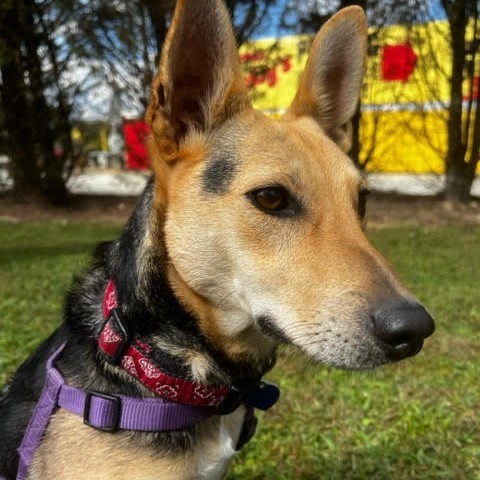 Blossom, an adoptable Mixed Breed in Fletcher, NC, 28732 | Photo Image 6