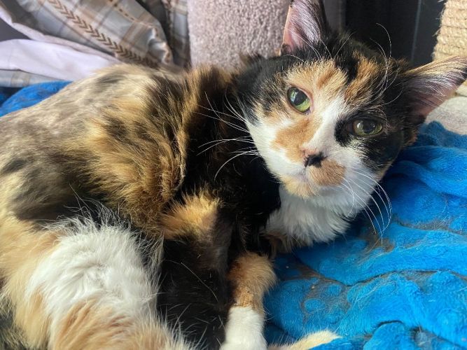 Patches (and Posie)
