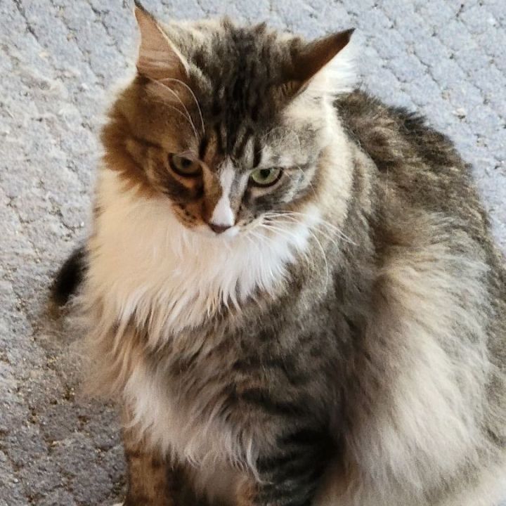 Rosebud, an adoptable Maine Coon & Domestic Long Hair Mix in Saint Augustine, FL_image-3