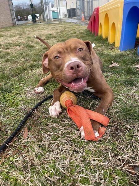Dog for adoption - Enchilada, an American Staffordshire Terrier in Clayton,  NJ | Petfinder