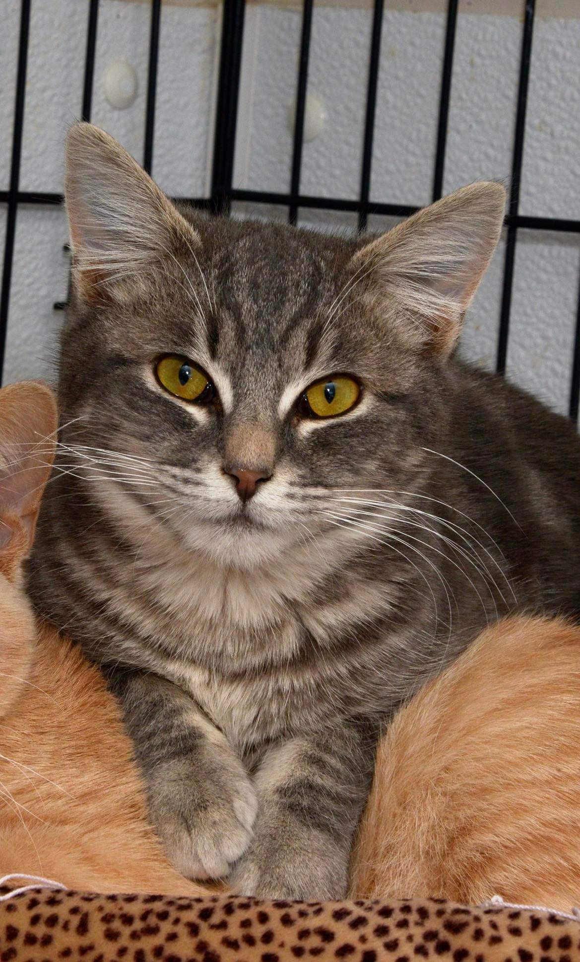 Skittles, an adoptable Domestic Short Hair in Chilliwack, BC, V2P 6H3 | Photo Image 1