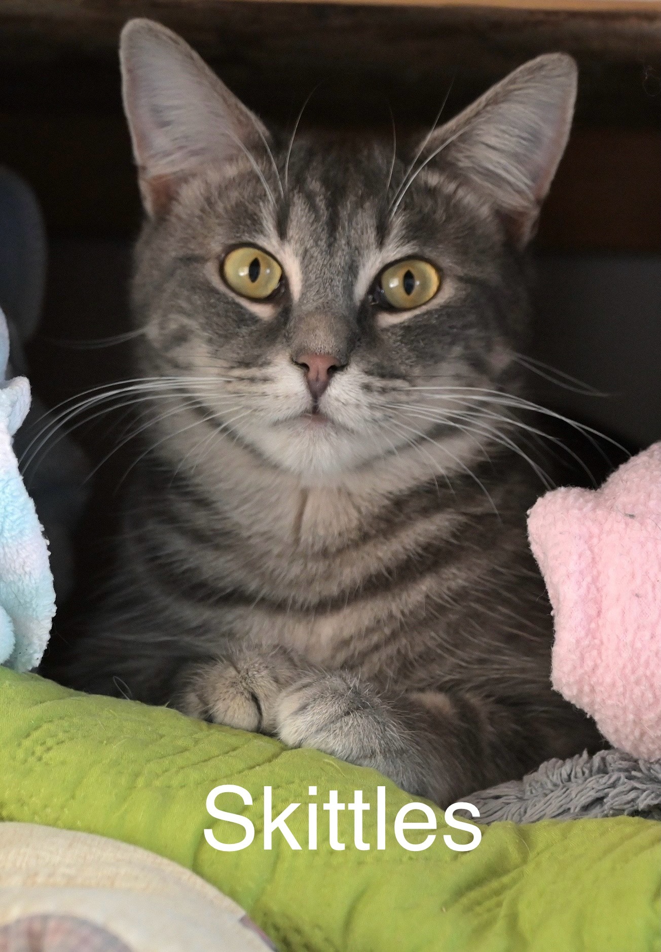 Skittles, an adoptable Domestic Short Hair in Chilliwack, BC, V2P 6H3 | Photo Image 2