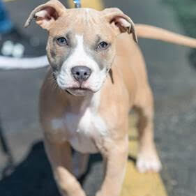 can you have a pitbull in springfield mo