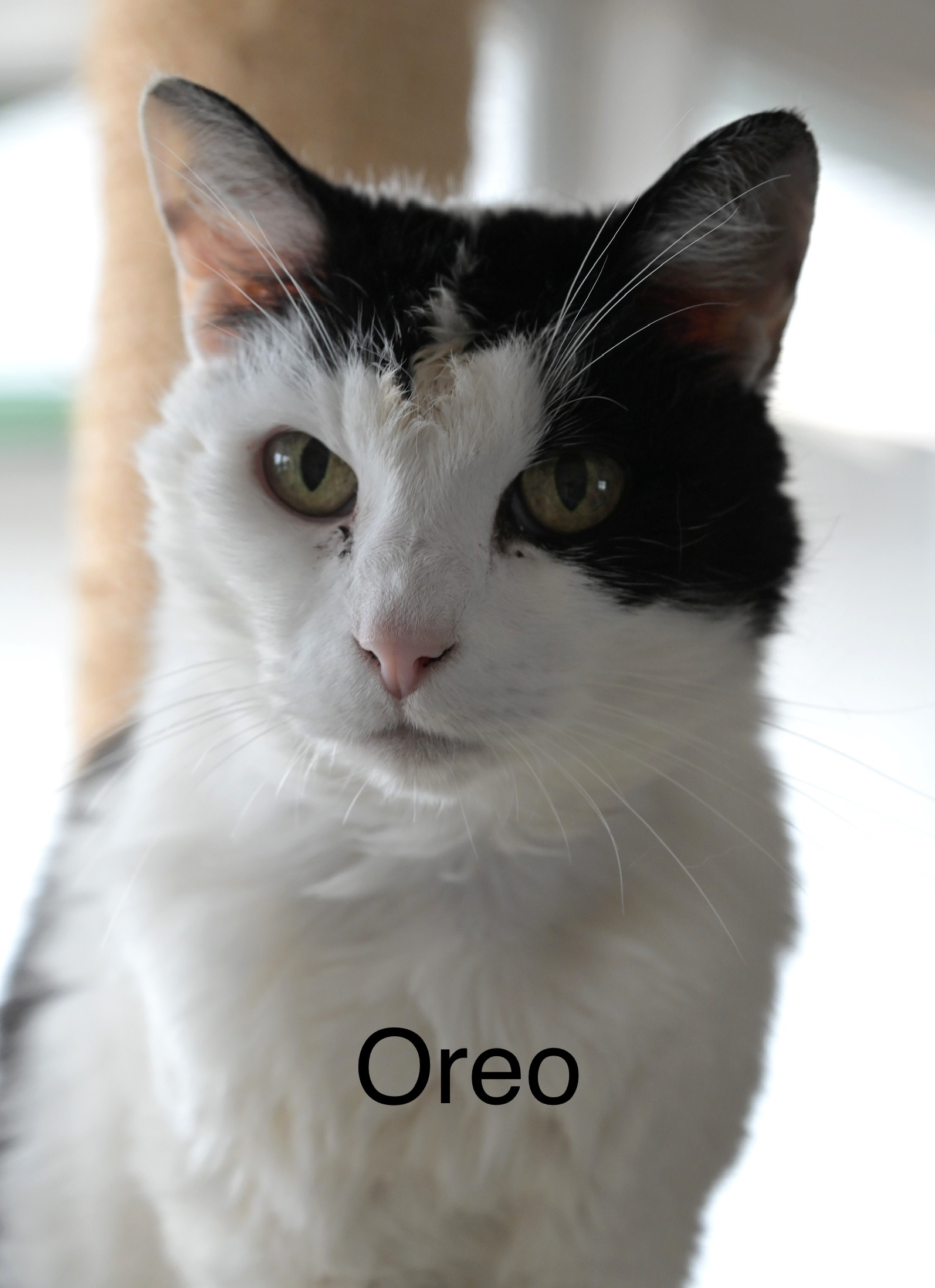 Oreo, an adoptable Domestic Short Hair in Chilliwack, BC, V2P 6H3 | Photo Image 1