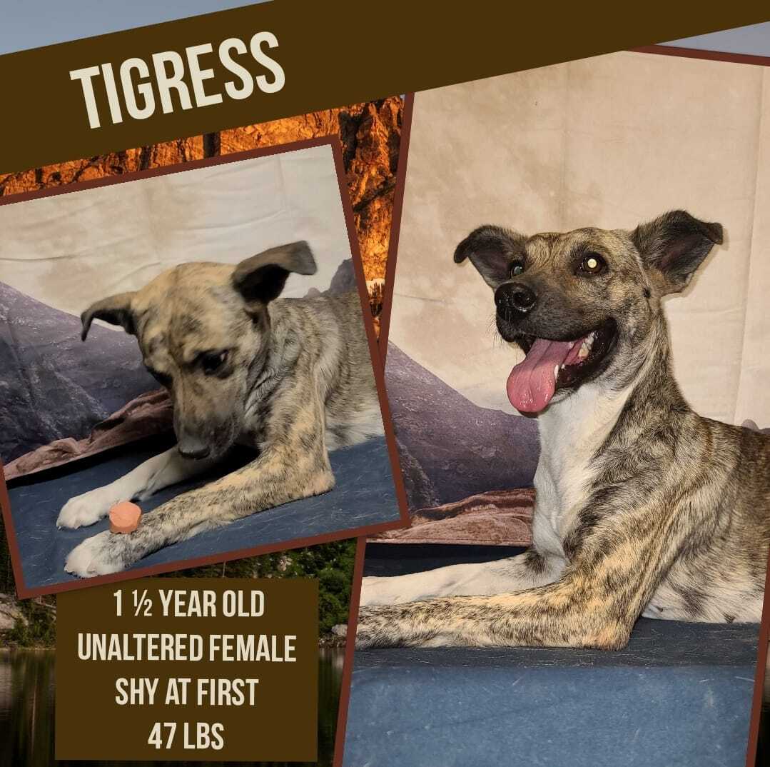 Tigress, an adoptable Boxer, Black Mouth Cur in Kermit, TX, 79745 | Photo Image 1
