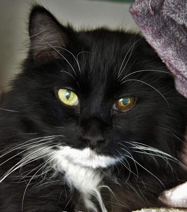 Matthew, an adoptable Domestic Long Hair in Chilliwack, BC, V2P 6H3 | Photo Image 1