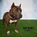 NELLIE's profile on Petfinder.com