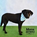 MOCOA's profile on Petfinder.com