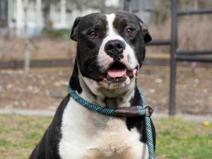 Hi there My name is Penguin and Im a waddling 60lb 3 year old cutie looking for a home Im