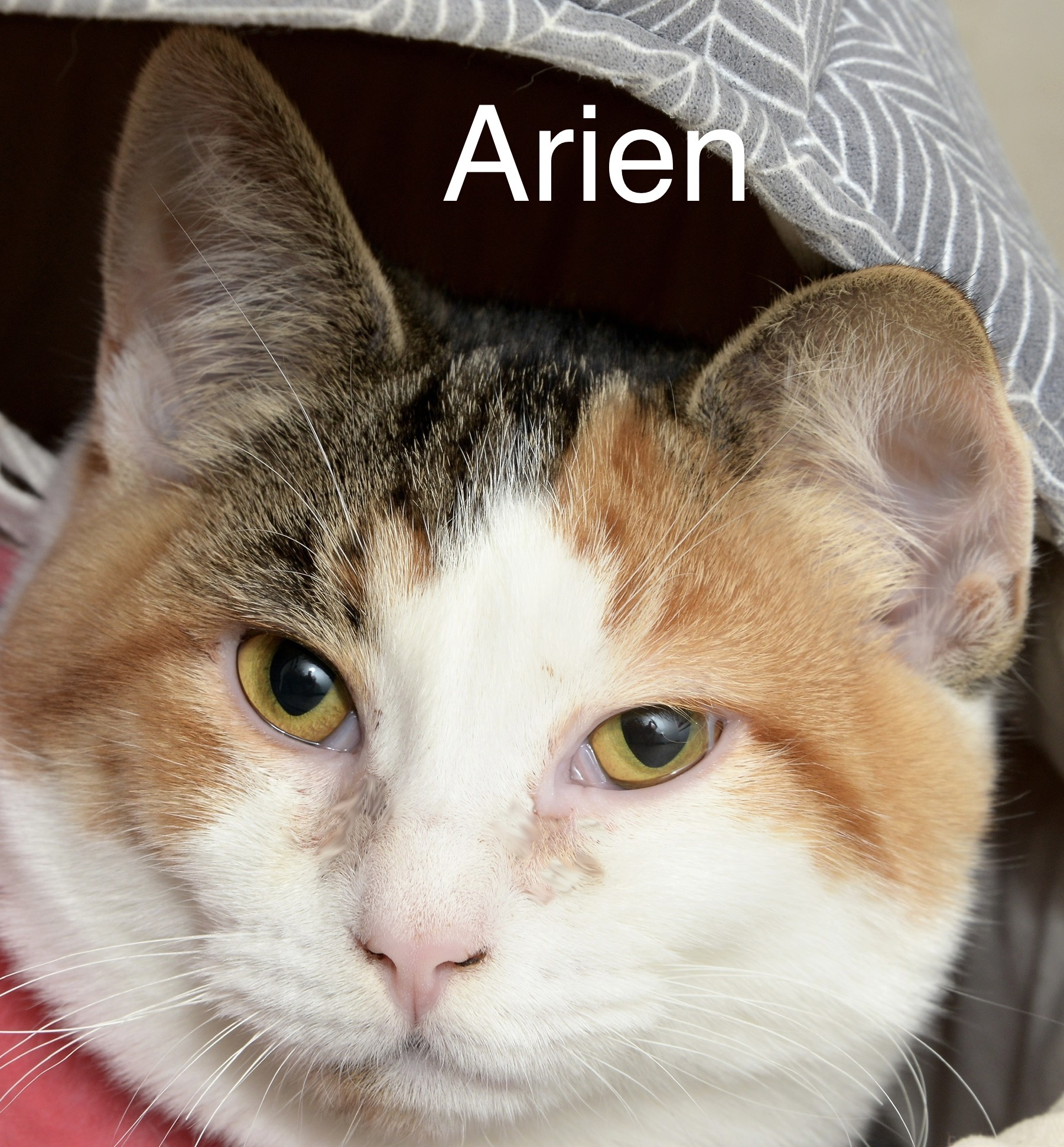Arien, an adoptable Domestic Short Hair in Chilliwack, BC, V2P 6H3 | Photo Image 1