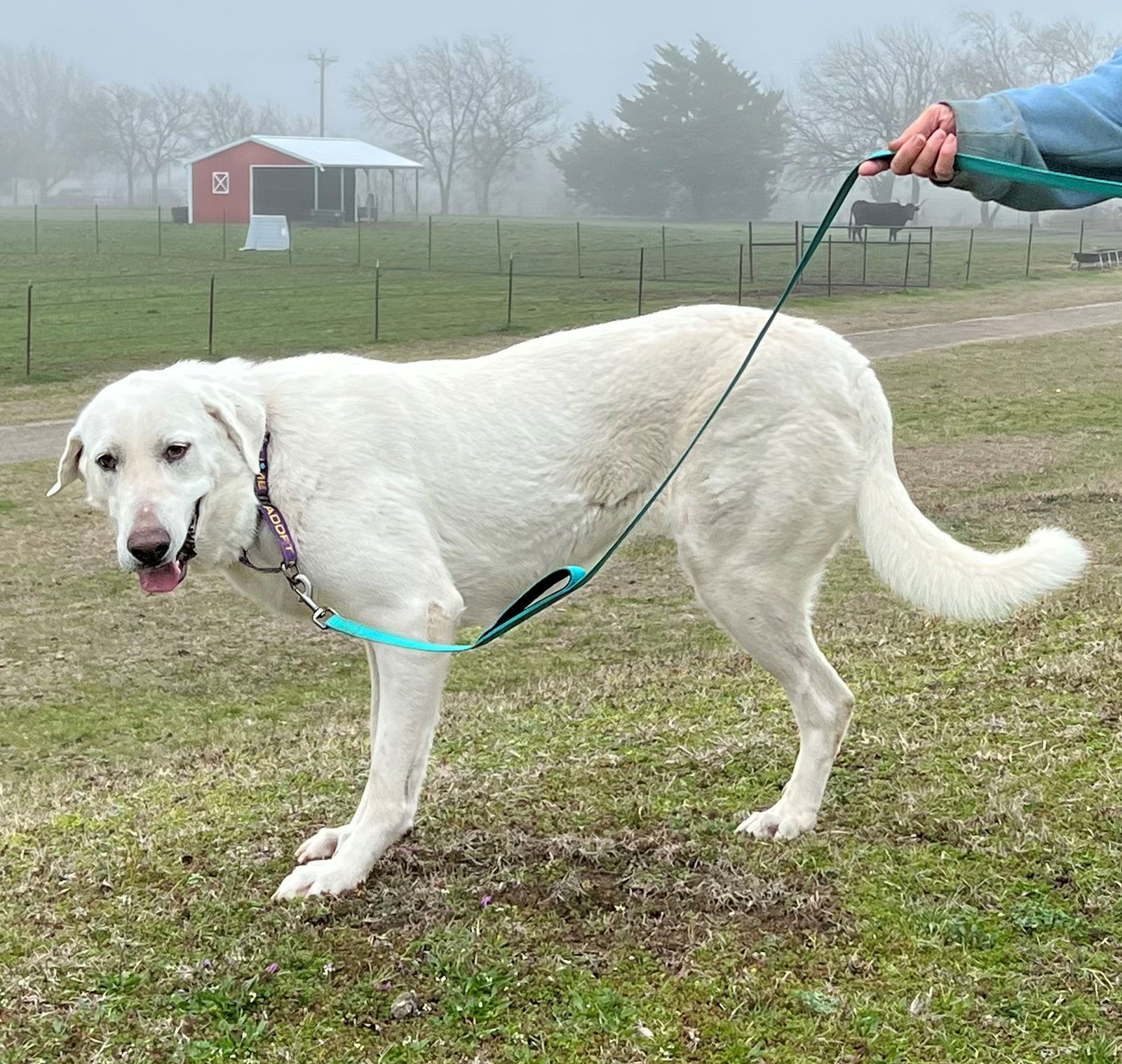 Maria, an adoptable Akbash in Whitewright, TX, 75491 | Photo Image 1