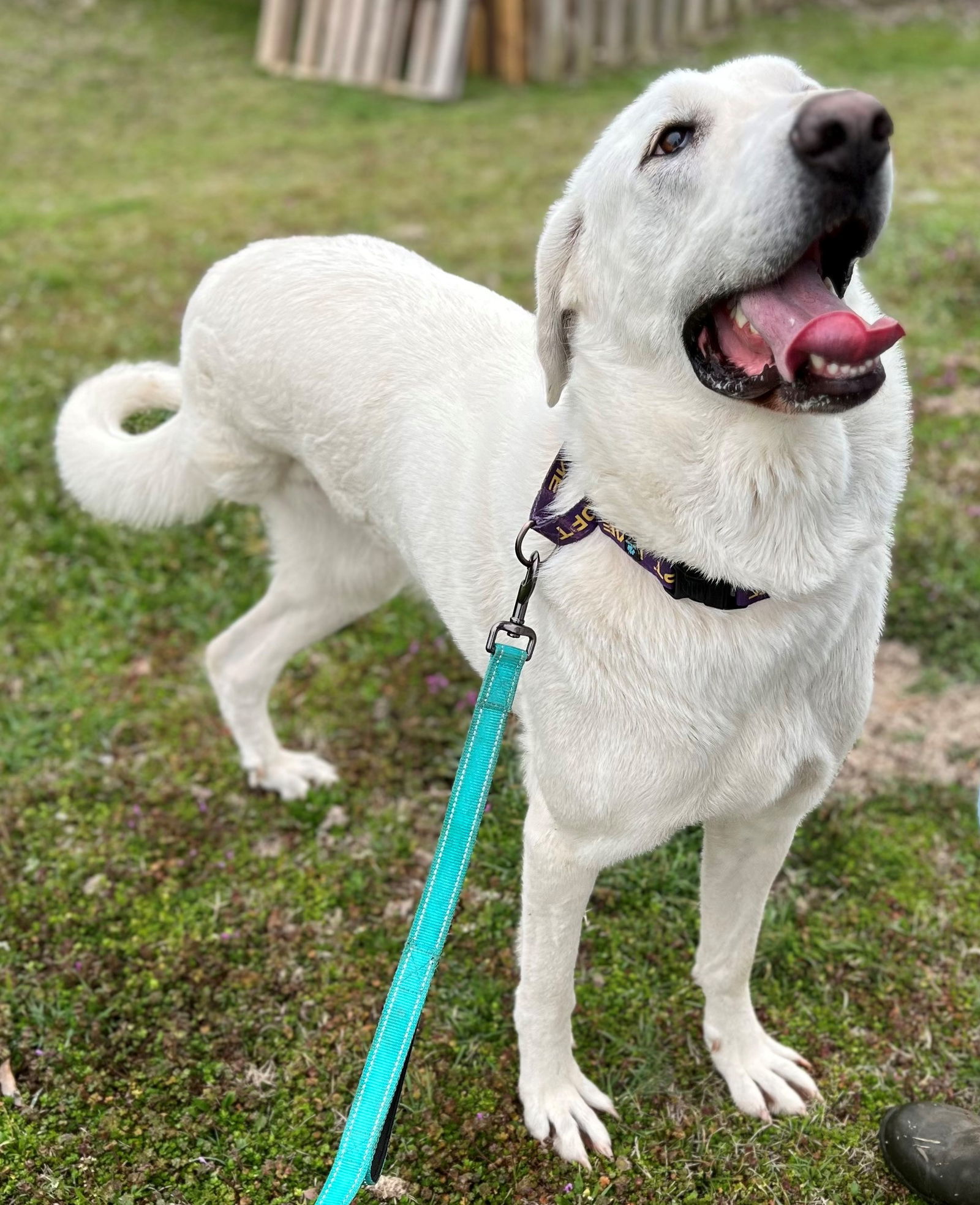 Maria, an adoptable Akbash in Whitewright, TX, 75491 | Photo Image 2