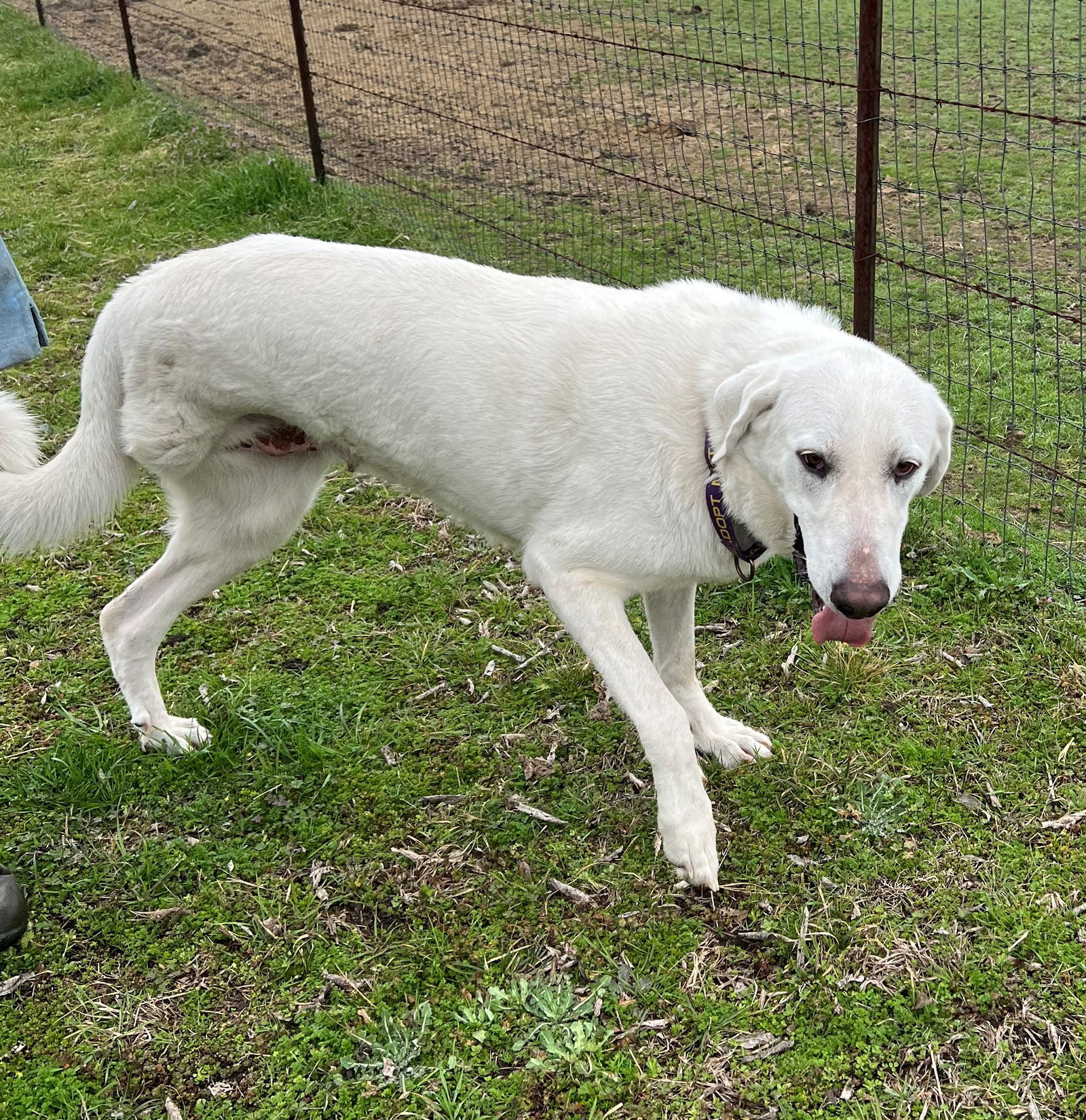 Maria, an adoptable Akbash in Whitewright, TX, 75491 | Photo Image 3