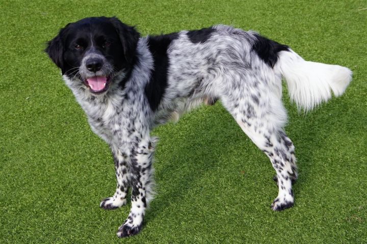 TX/Buster Boo (OK) aka Rufus, an adopted Brittany Spaniel & Setter Mix in Dallas, TX_image-1