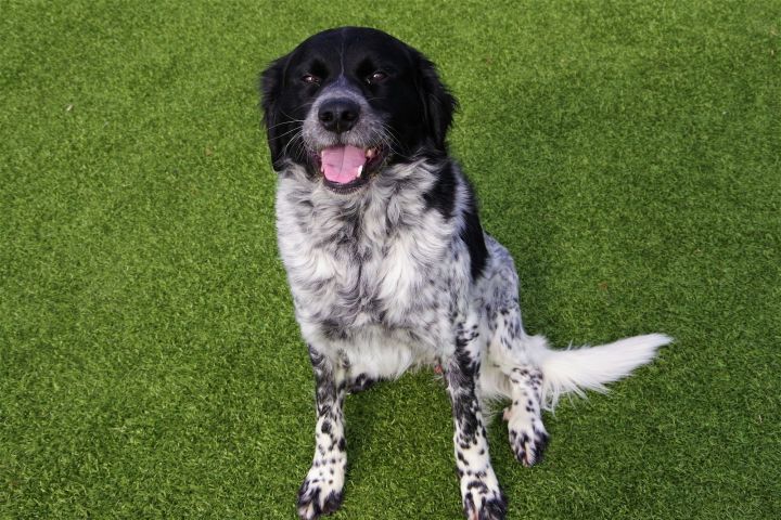 TX/Buster Boo (OK) aka Rufus, an adopted Brittany Spaniel & Setter Mix in Dallas, TX_image-3
