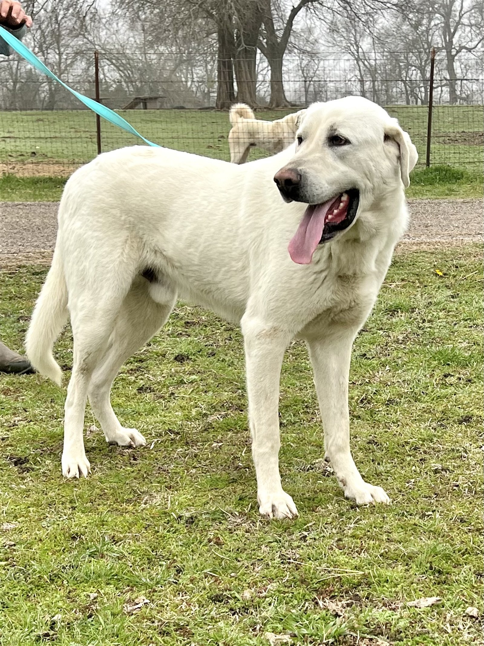 Trapper, an adoptable Akbash in Whitewright, TX, 75491 | Photo Image 1