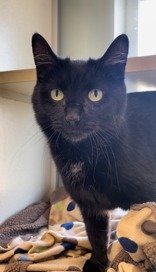 Blackie, an adoptable Domestic Short Hair in Oskaloosa, IA, 52577 | Photo Image 3