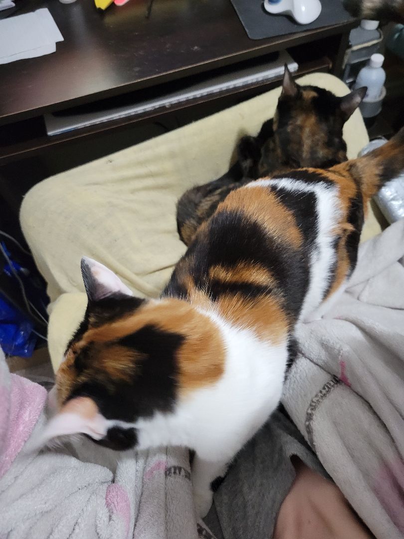 Celia and Cordelia, an adoptable Domestic Short Hair in Chilliwack, BC, V2P 5N6 | Photo Image 4