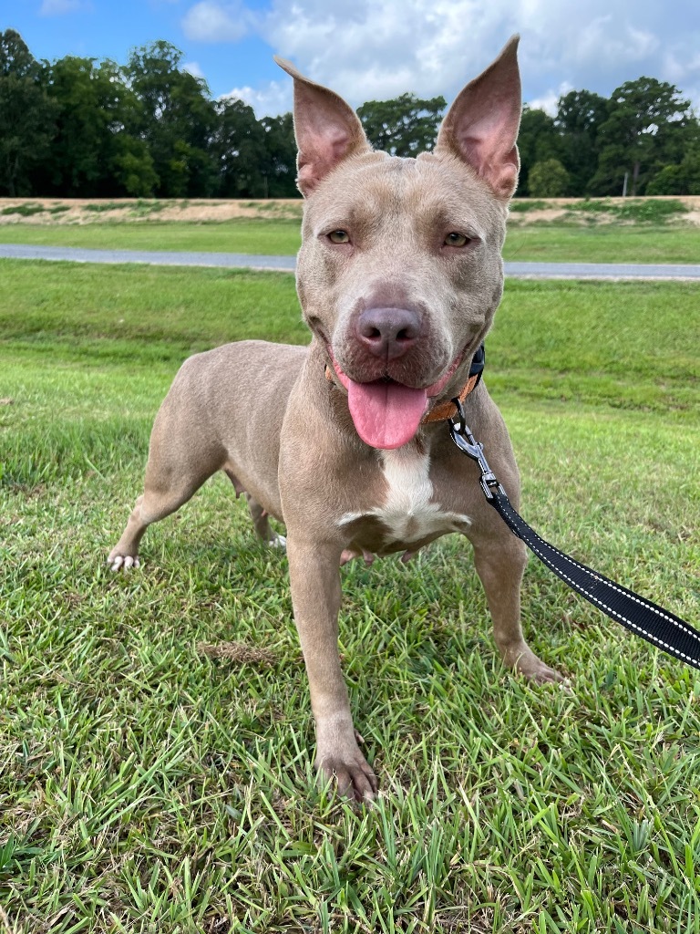 Peaches, an adoptable Pit Bull Terrier in Saint Francisville, LA, 70775 | Photo Image 1