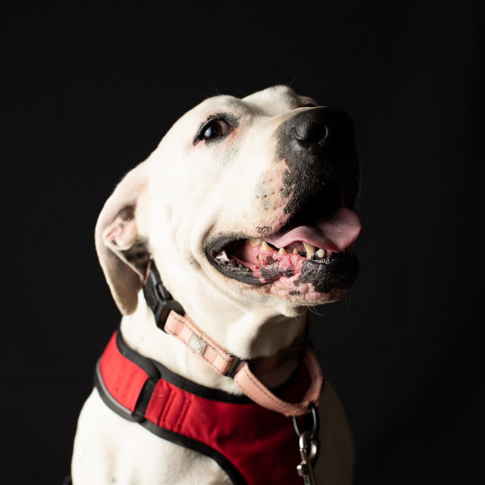 Junie, an adoptable Dalmatian, American Bulldog in Yreka, CA, 96097 | Photo Image 1