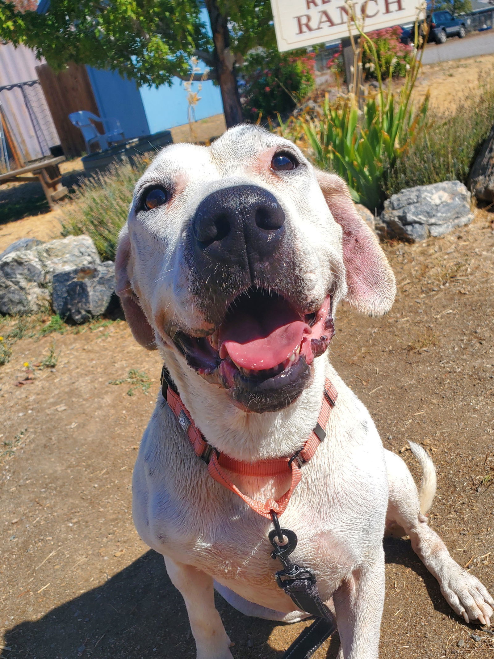 Junie, an adoptable Dalmatian, American Bulldog in Yreka, CA, 96097 | Photo Image 1