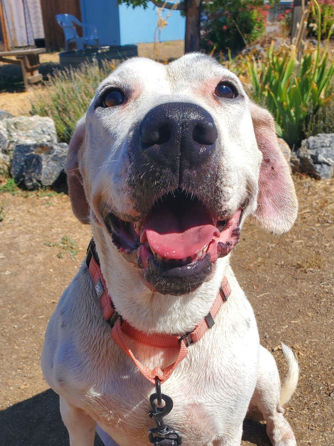 Junie, an adoptable Dalmatian, American Bulldog in Yreka, CA, 96097 | Photo Image 1