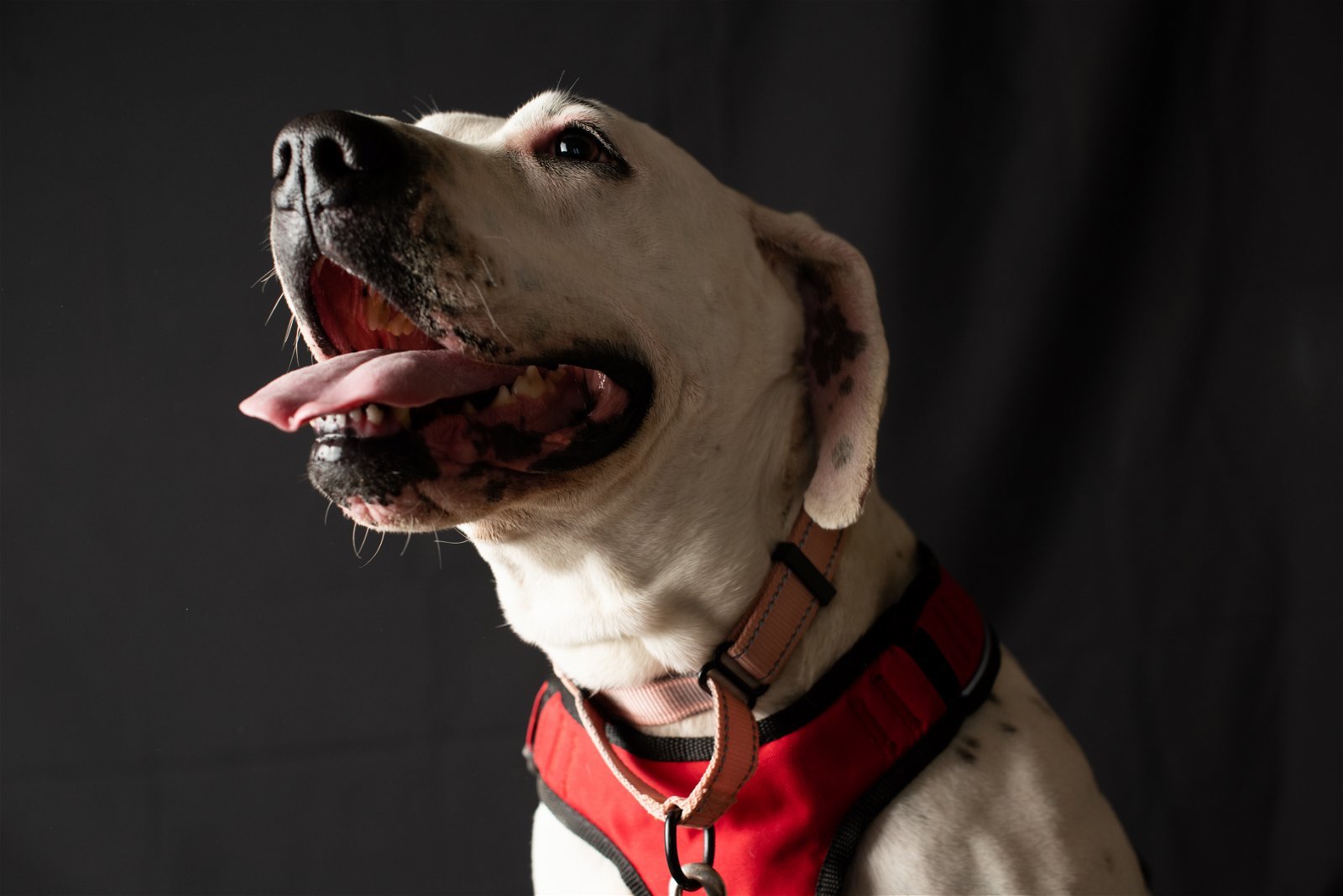 Junie, an adoptable Dalmatian, American Bulldog in Yreka, CA, 96097 | Photo Image 2