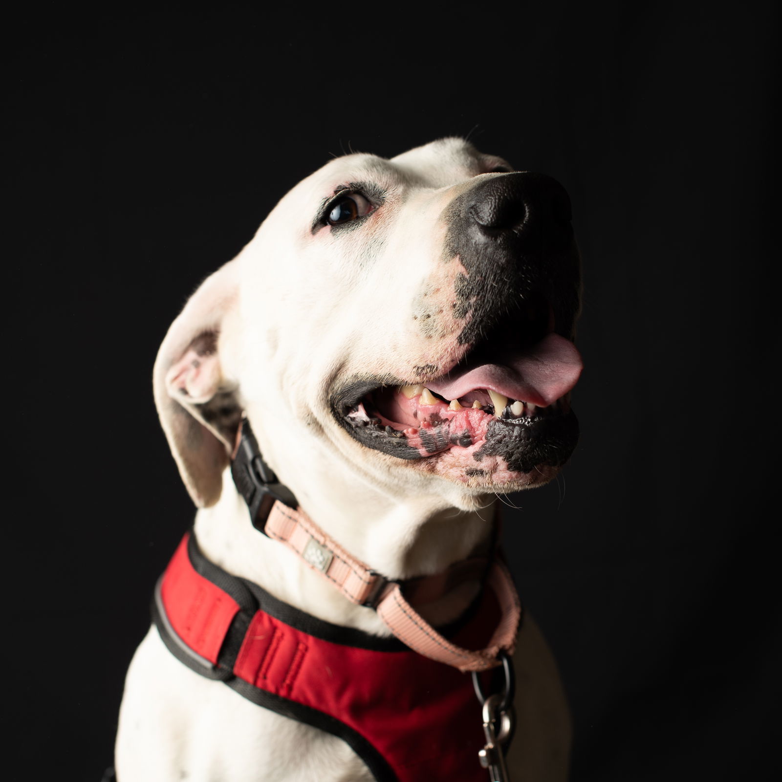 Junie, an adoptable Dalmatian, American Bulldog in Yreka, CA, 96097 | Photo Image 2