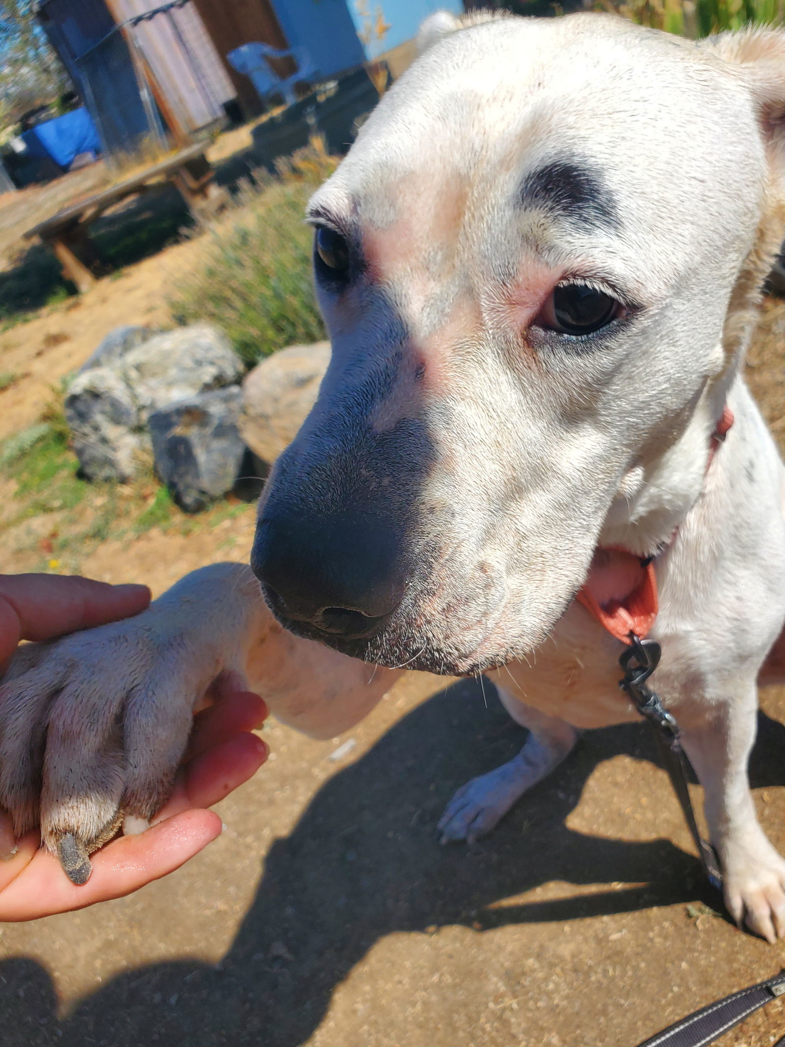 Junie, an adoptable Dalmatian, American Bulldog in Yreka, CA, 96097 | Photo Image 3