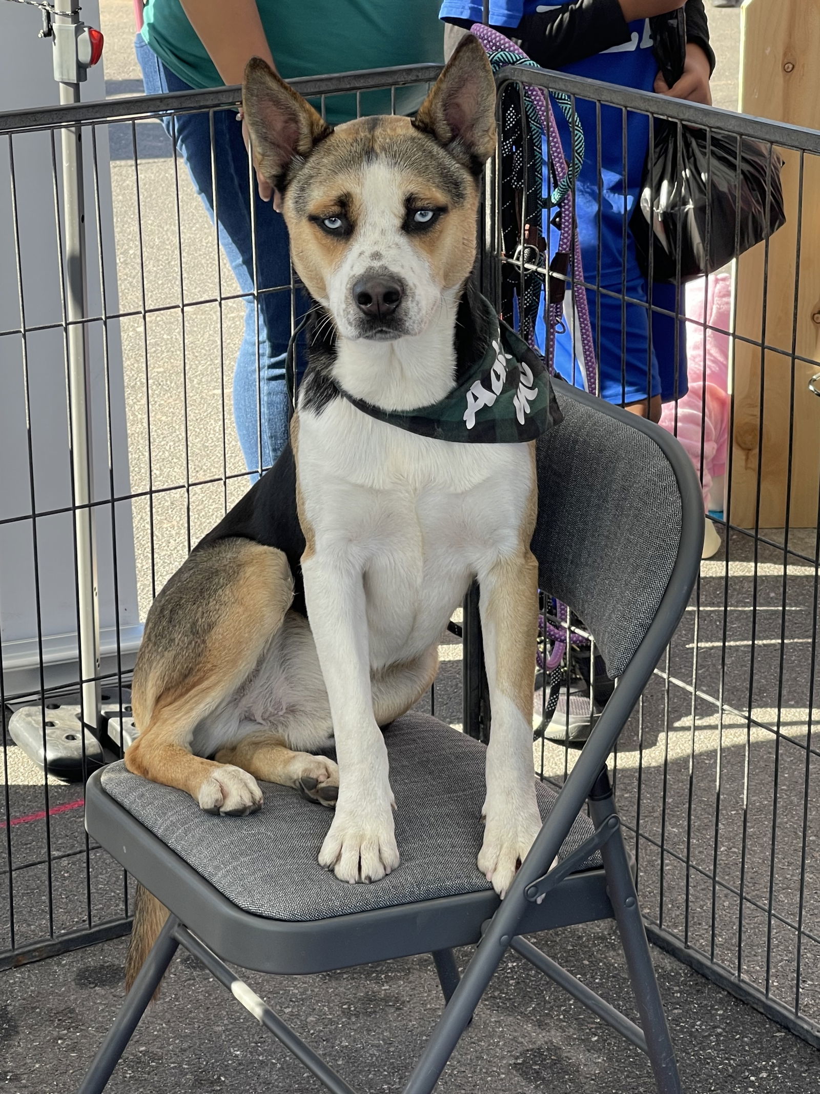 Sheriff, an adoptable Akita in El Centro, CA, 92243 | Photo Image 1