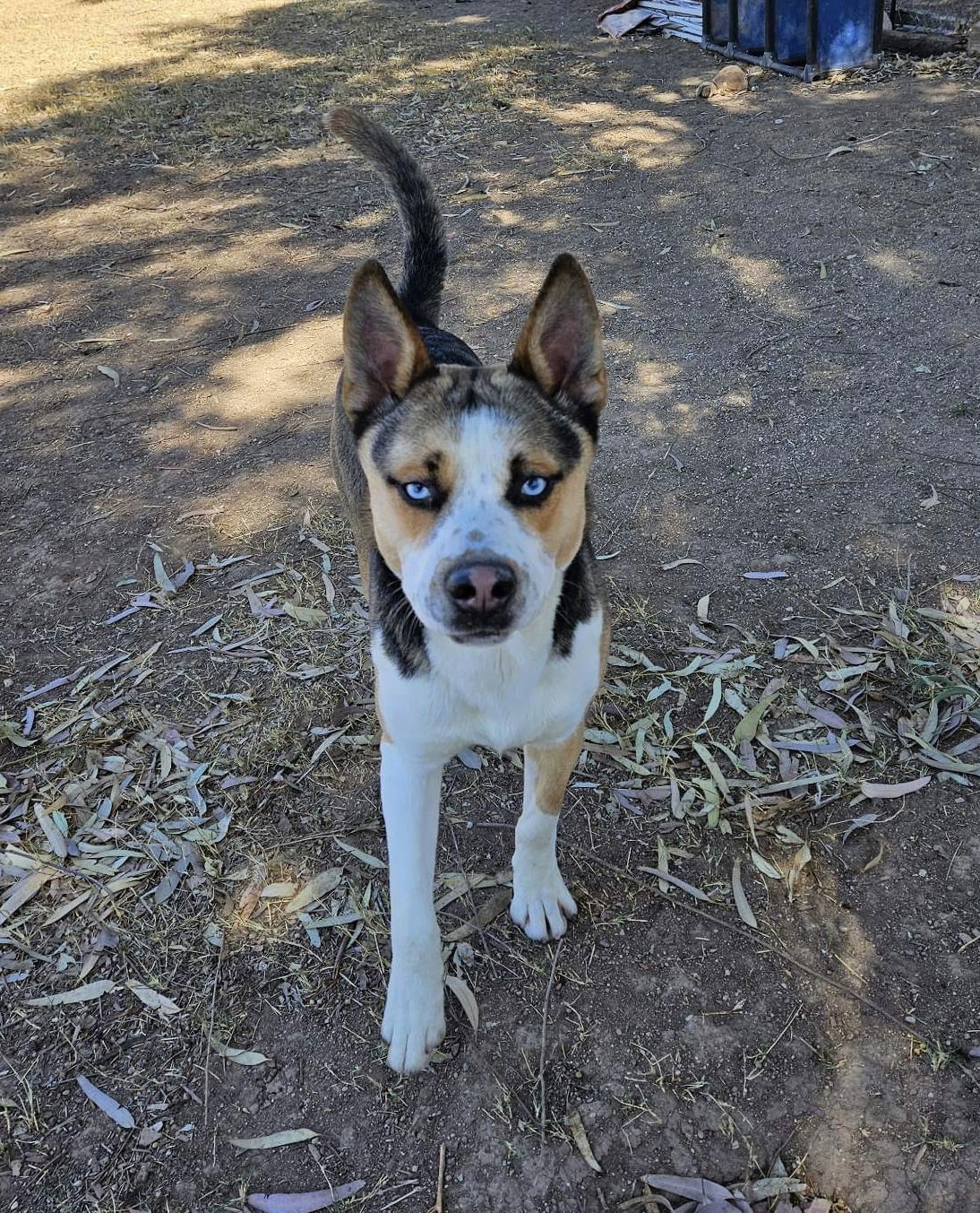 Sheriff, an adoptable Akita in El Centro, CA, 92243 | Photo Image 2