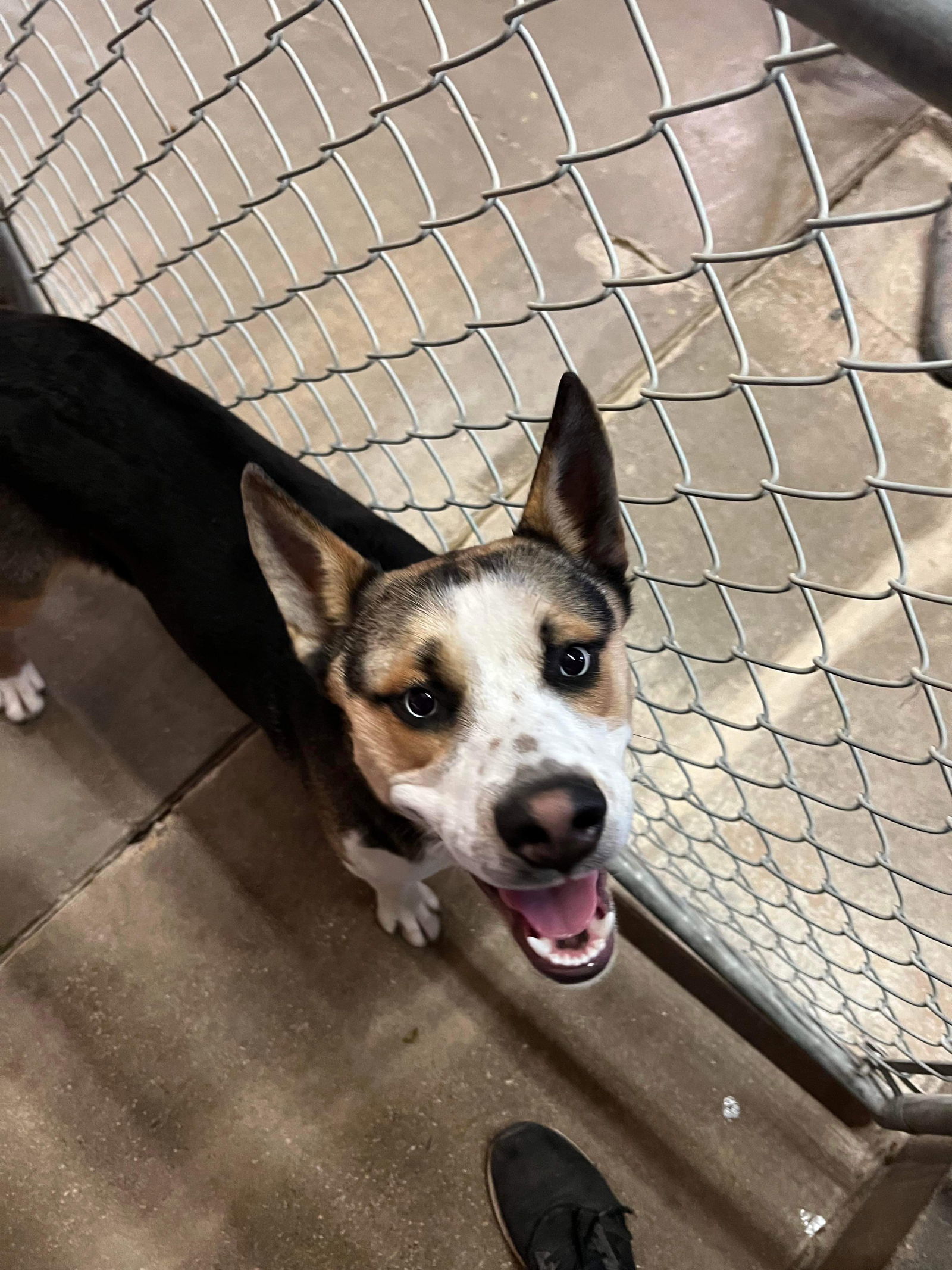 Sheriff, an adoptable Akita in El Centro, CA, 92243 | Photo Image 3