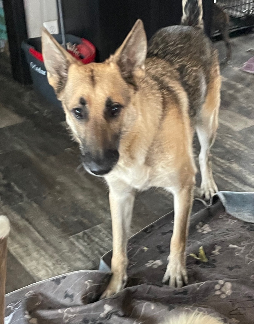 Krypto, an adoptable German Shepherd Dog in Marianna, FL, 32448 | Photo Image 1